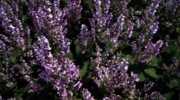 紫色多花筋骨草花草地花圃视频素材