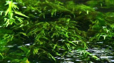 绿色树叶水中倒影绿波荡漾视频素材