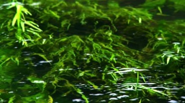 绿色树叶水中倒影绿波荡漾视频素材