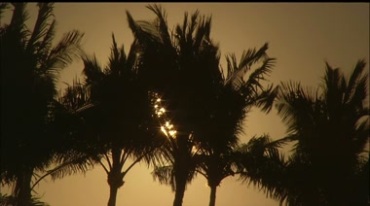 夕阳下的海岸彩霞映着的海滩椰子树实拍视频素材