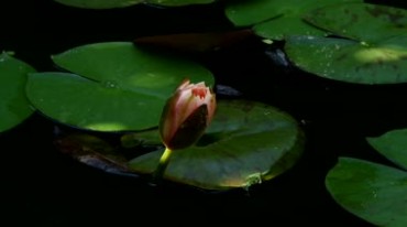 池塘中绽放的睡莲花朵开花动画延时摄影视频素材