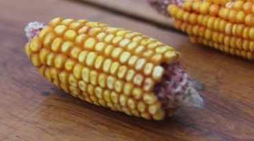 农业玉米地苞米高清实拍视频素材
