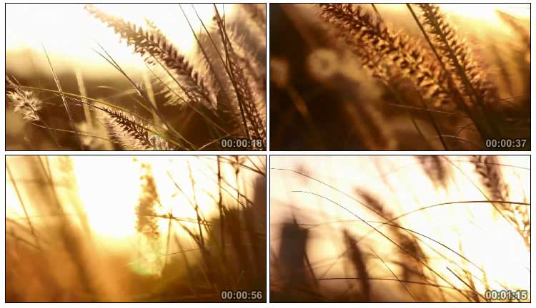 唯美野外树枝草丛太阳光折射黄昏夕阳余晖洒落意境视频素材