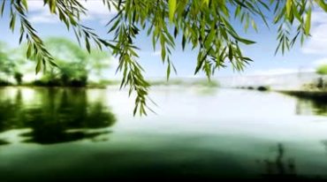 春风又绿柳树河岸春水柳条树叶视频素材