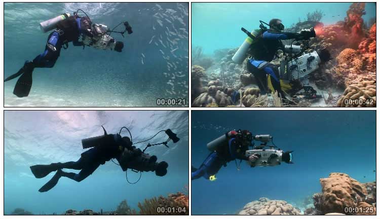 海底潜水摄像机拍摄鱼群珊瑚视频素材