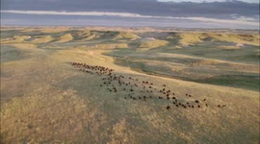 大草原上各种动物迁徙实拍视频素材