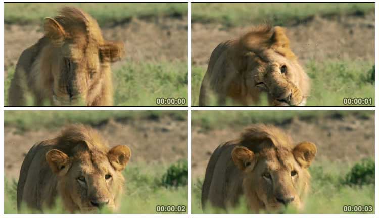 非洲草原的狮子甩头特写镜头视频素材