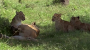 狮子一家母狮幼狮休息打闹实拍视频素材