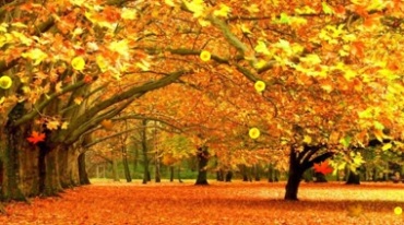 金黄色秋天枫树枫叶落叶Led背景视频素材