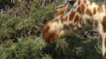 大草原各种动物植物生命的活力实拍视频素材