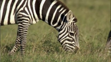 斑马在草原上吃草实拍视频素材