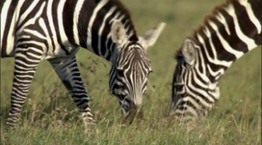 斑马在草原上吃草实拍视频素材