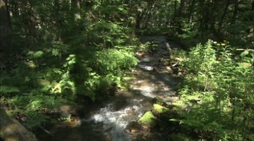从山上往下流水密林水源实拍视频素材