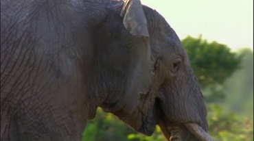 一头成年大象特写镜头视频素材