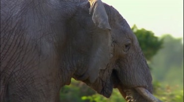 一头成年大象特写镜头视频素材