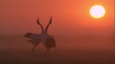 晨光下的鹤舞双鹤交颈示爱实拍视频素材