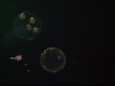 细胞核显微世界视频素材