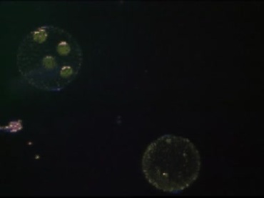 细胞核显微世界视频素材