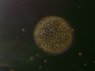 显微镜下细菌圆球形视频素材