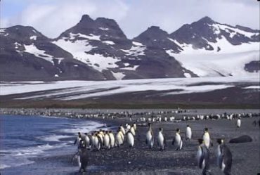 南极山地海边企鹅实拍视频素材