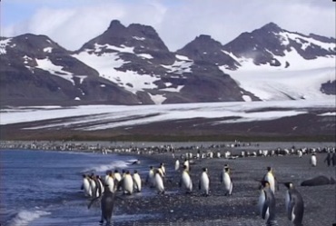 南极山地海边企鹅实拍视频素材