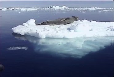 南极冰块海豹躺在浮冰上休息实拍视频素材