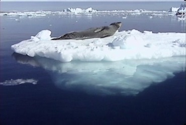 南极冰块海豹躺在浮冰上休息实拍视频素材