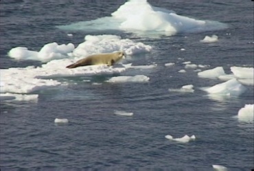 海豹海狮从浮冰上滑入水中实拍视频素材