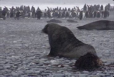 海狮海豹南极企鹅极地动物实拍视频素材
