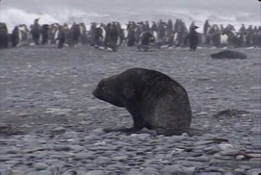 海狮海豹南极企鹅极地动物实拍视频素材
