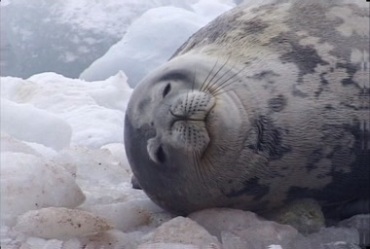海豹半眯着眼躺着休息实拍视频素材