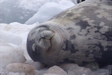 海豹半眯着眼躺着休息实拍视频素材