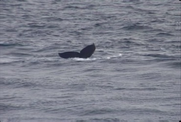鲸鱼在海中摆出尾巴游弋视频素材