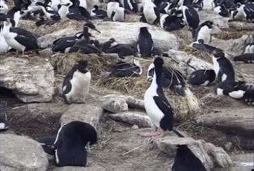 黑白鸟类栖息地大鹅企鹅实拍视频素材