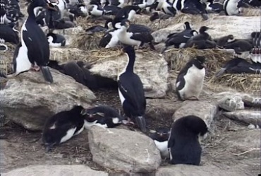 黑白鸟类栖息地大鹅企鹅实拍视频素材