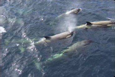 一群鲸鱼露出水面游水视频素材