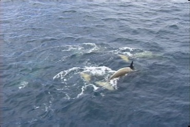 一群鲸鱼露出水面游水视频素材