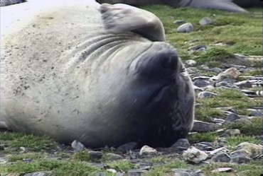 呆萌海豹睁着大眼睛躺地上视频素材