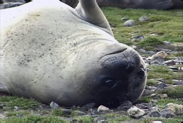 呆萌海豹睁着大眼睛躺地上视频素材