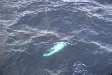 大鲸鱼浮出水面喷水呼吸视频素材