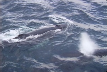 大鲸鱼浮出水面喷水呼吸视频素材
