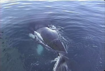 大鲸鱼在水中戏水翻滚视频素材