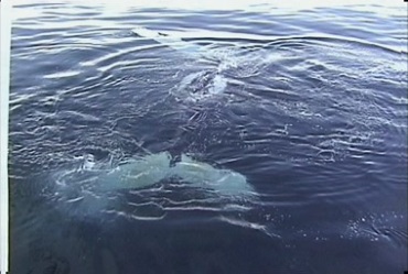 大鲸鱼在水中戏水翻滚视频素材