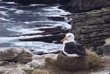 海鸥飞鸟在鸟巢内休息实拍视频素材
