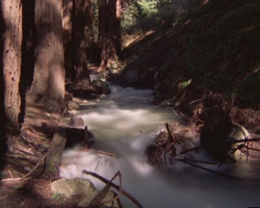 树林深处河流烟雾萦绕视频素材