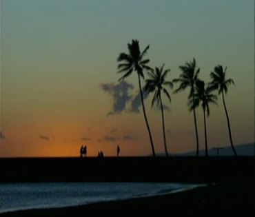 海堤上的椰子树傍晚时分人影黑影视频素材