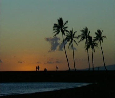 海堤上的椰子树傍晚时分人影黑影视频素材