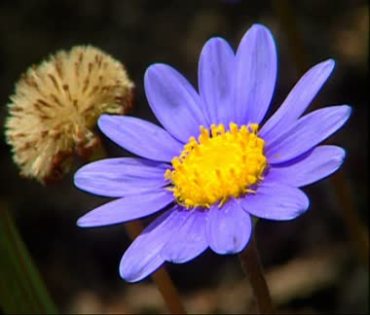 蓝色花朵野花特写镜头视频素材