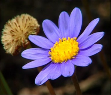 蓝色花朵野花特写镜头视频素材