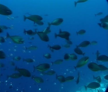 蓝色海水鱼群游动视频素材